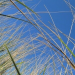 Eine Nahaufnahme von Gras auf einer Düne vor blauem Himmel.