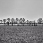 Ein Schwarz-Weiß-Foto von Bäumen auf einem Feld in der Nähe von Wickrath.