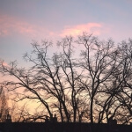 Eine Silhouette kahler Bäume vor einem ruhigen rosa Himmel.