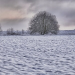 Ein einsamer Baum steht auf einem schneebedeckten Feld.