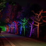 Eine Baumreihe im Park wird nachts mit bunten LED-Lichtern beleuchtet.