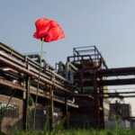 Eine rote Mohnblume vor einer Fabrik.