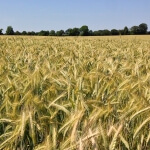 Ein Weizenfeld mit Bäumen im Sommerhintergrund.