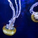 Zwei Quallen schwimmen in einem Aquarium am Pier 39, einer beliebten Touristenattraktion in San Francisco.