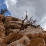 Ein Baum, der aus einer felsigen Klippe wächst und die Essenz des Naturschutzes verkörpert.