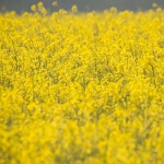 Ein leuchtendes Feld aus gelben Rapsblüten.