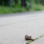 Eine Schnecke auf dem Gehweg.