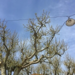 An den Ästen eines Baumes in Frankreich hängt eine Lampe.